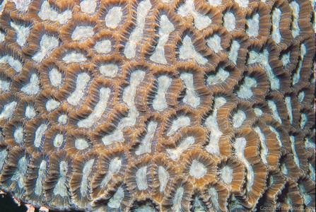 CotW: Platygyra acuta