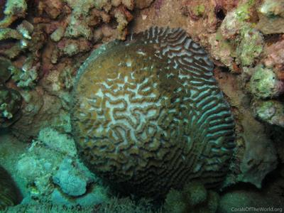CotW: Platygyra acuta