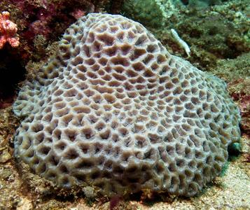 CotW preview: Platygyra carnosus