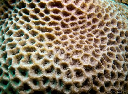 CotW: Platygyra carnosus