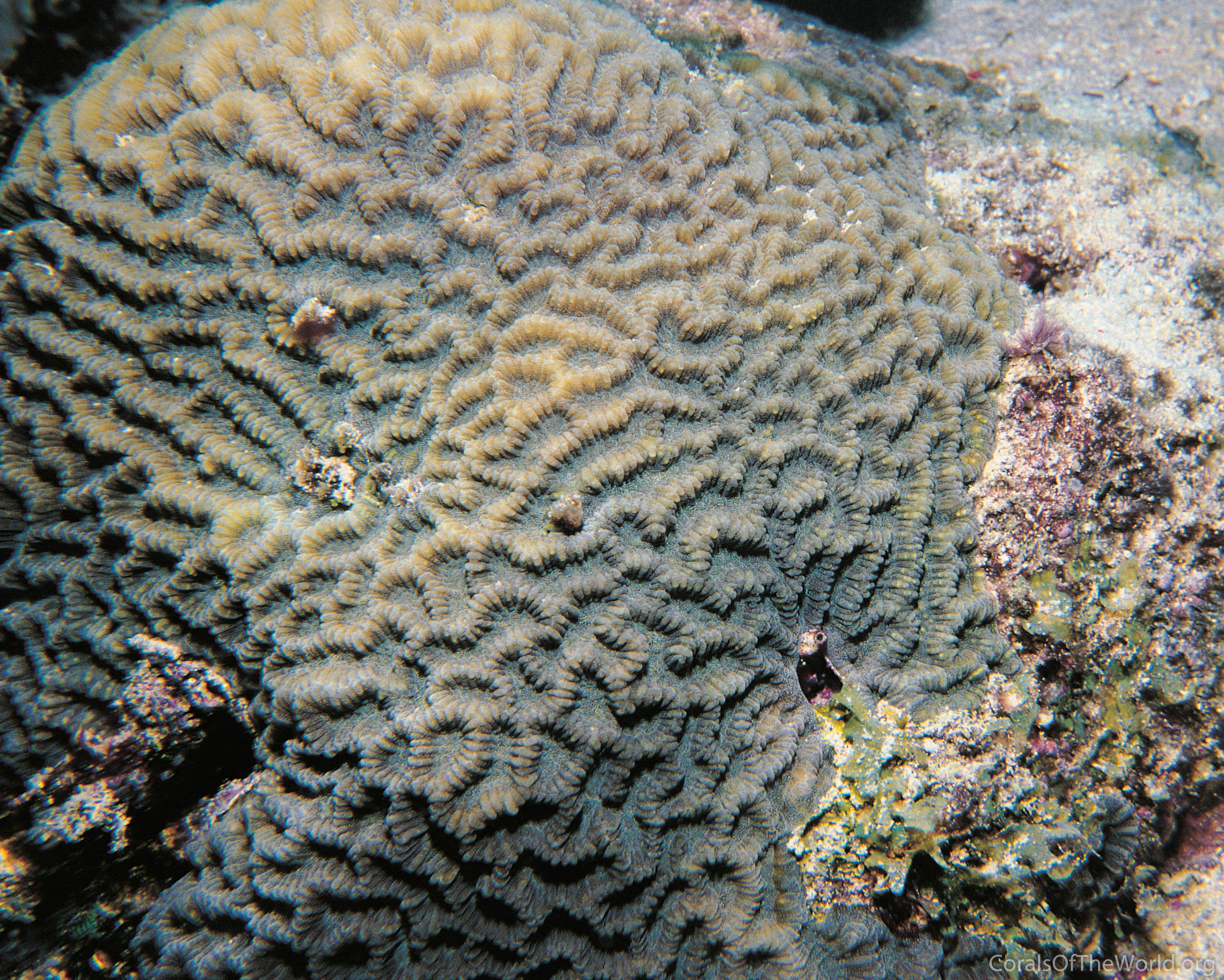 Image from Corals of the World: Platygyra crosslandi