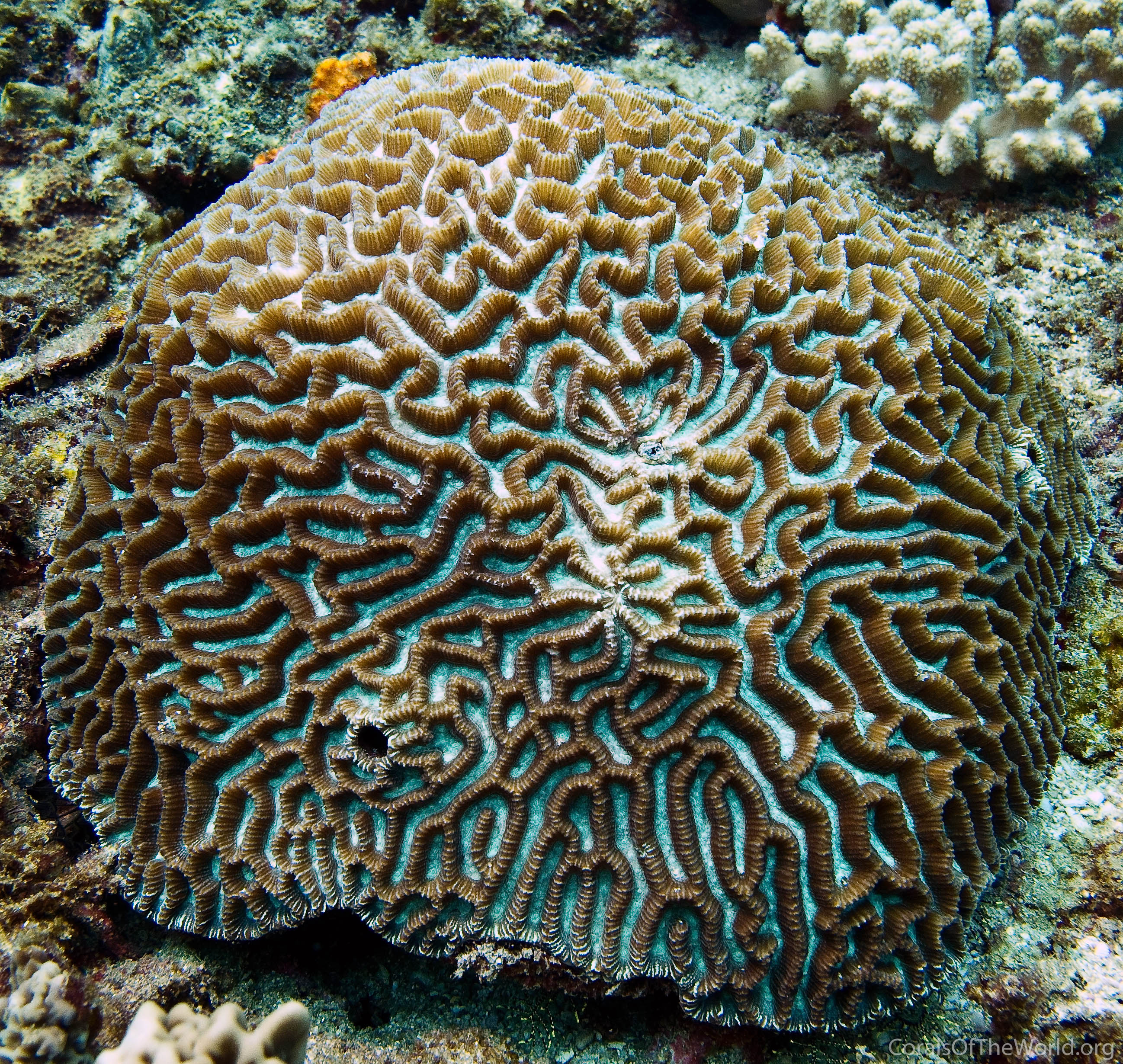 Platygyra daedalea