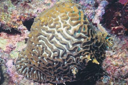 CotW: Platygyra daedalea