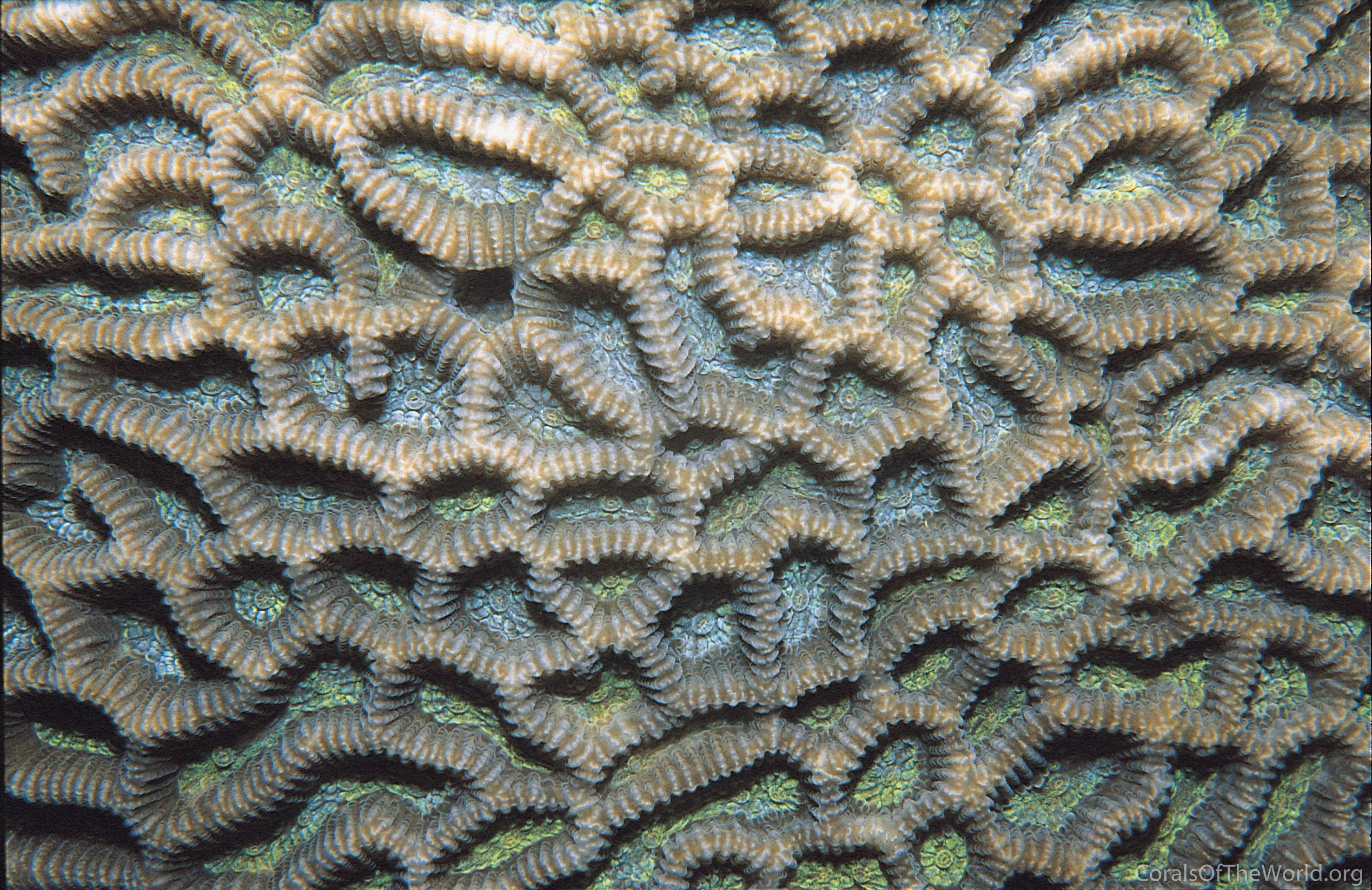 Platygyra pini