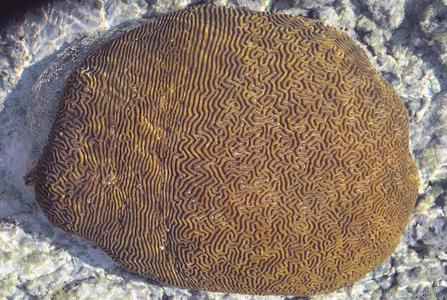 CotW preview: Platygyra sinensis