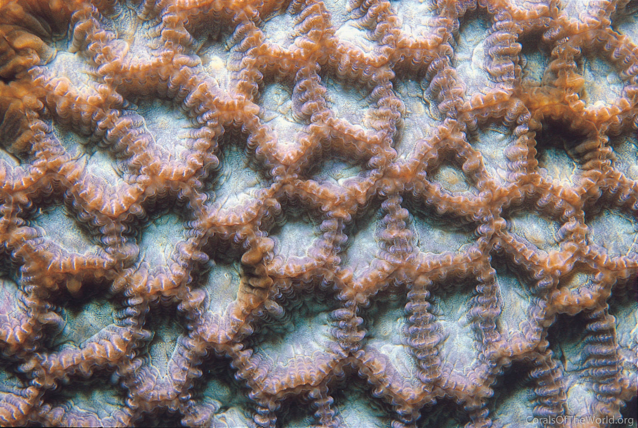 Platygyra verweyi