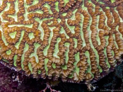 CotW preview: Platygyra yaeyamaensis