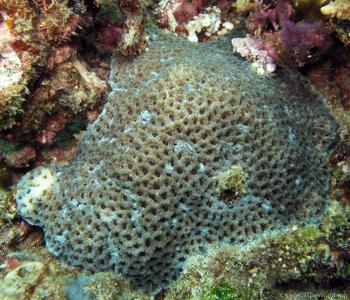 CotW: Platygyra yaeyamaensis