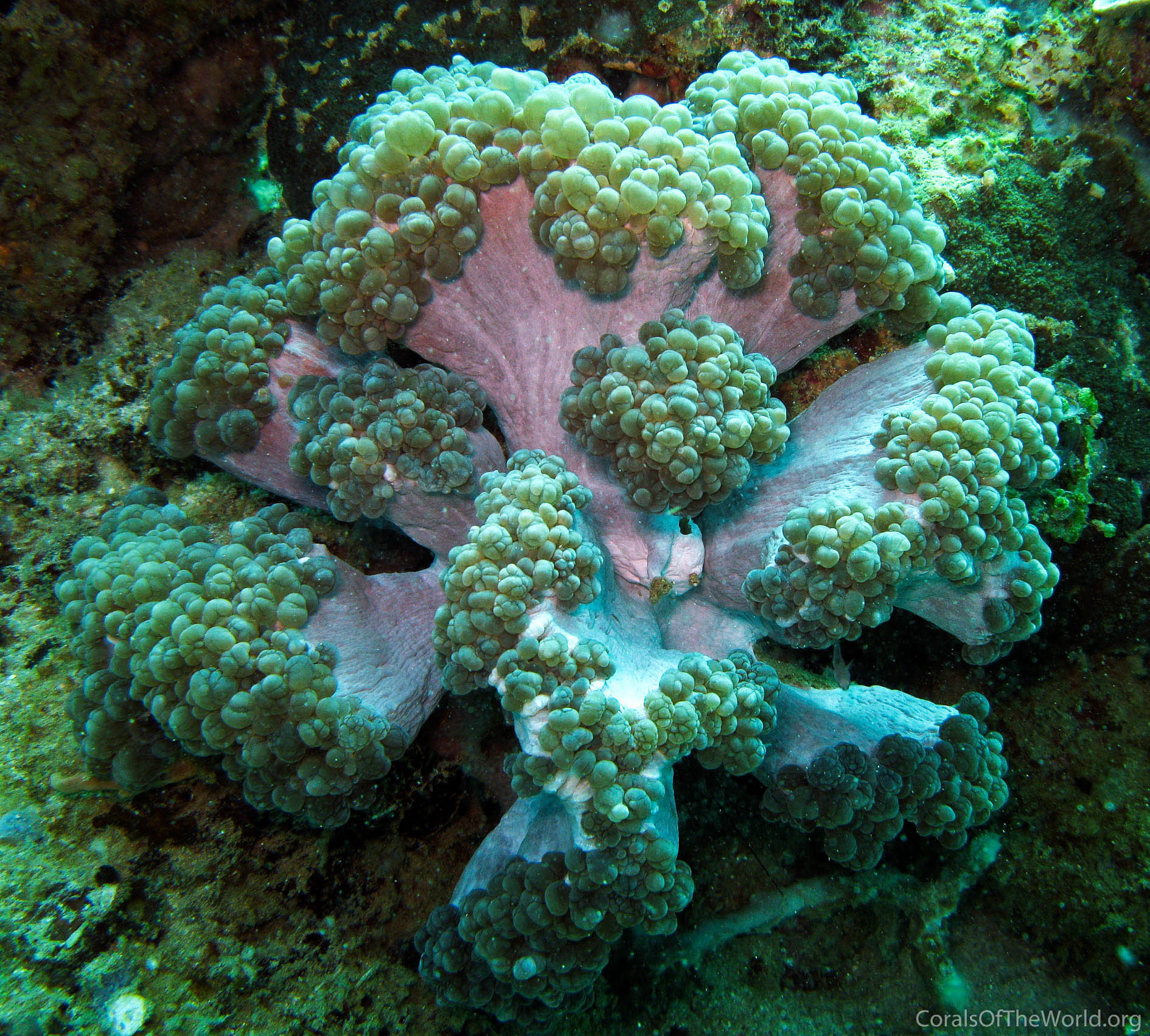 Plerogyra cauliformis