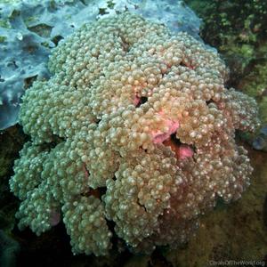 CotW preview: Plerogyra cauliformis