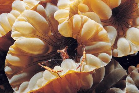 CotW preview: Plerogyra discus