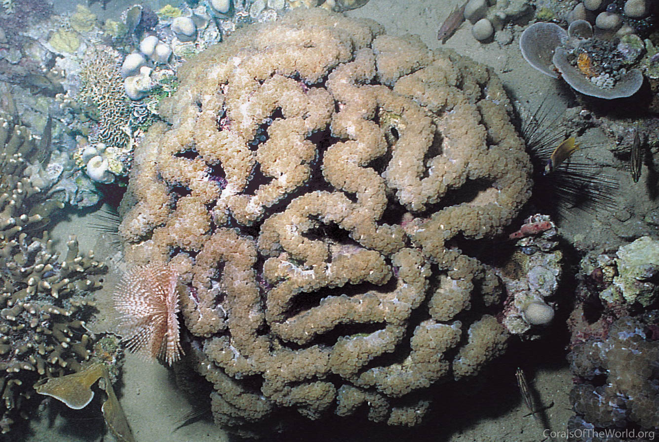 Plerogyra sinuosa