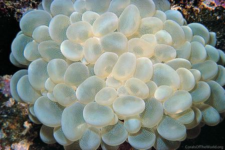 CotW: Plerogyra sinuosa