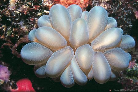 CotW: Plerogyra sinuosa