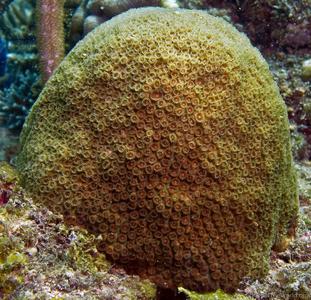 CotW: Plesiastrea versipora