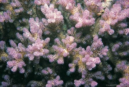 CotW: Pocillopora acuta