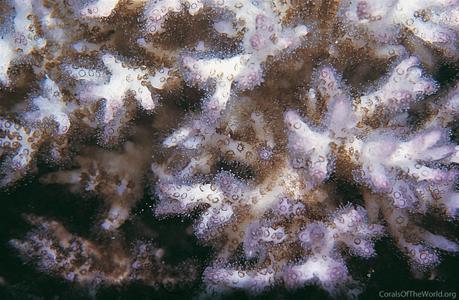 CotW: Pocillopora acuta