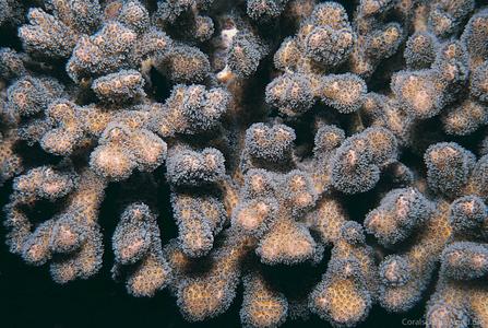 CotW: Pocillopora aliciae