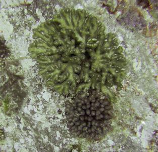 CotW: Pocillopora aliciae