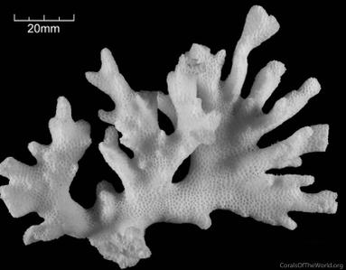 CotW: Pocillopora aliciae