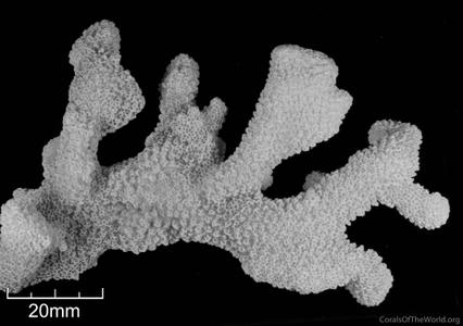 CotW: Pocillopora ankeli