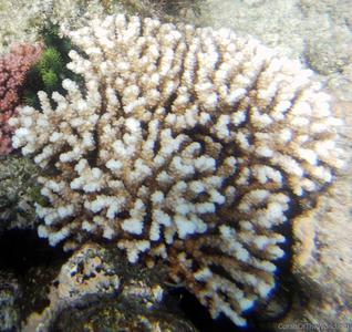 CotW preview: Pocillopora bairdi