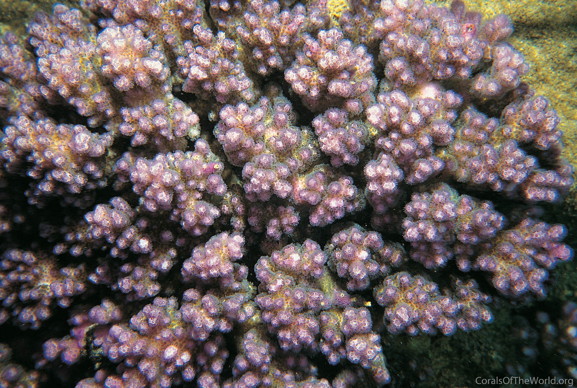 Image from Corals of the World: Pocillopora brevicornis