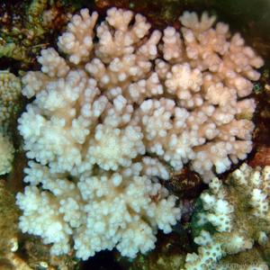 CotW: Pocillopora brevicornis