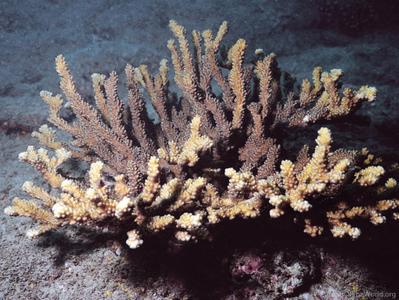 CotW: Pocillopora capitata