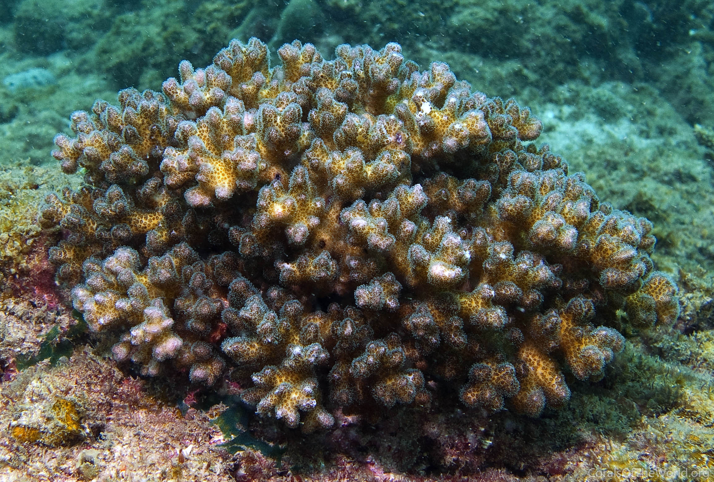 Pocillopora damicornis
