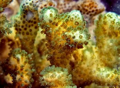 CotW: Pocillopora damicornis