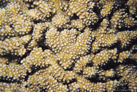 CotW preview: Pocillopora effusus