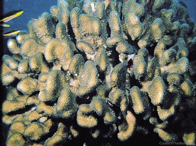 CotW preview: Pocillopora elegans
