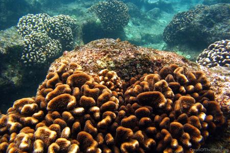 CotW: Pocillopora elegans