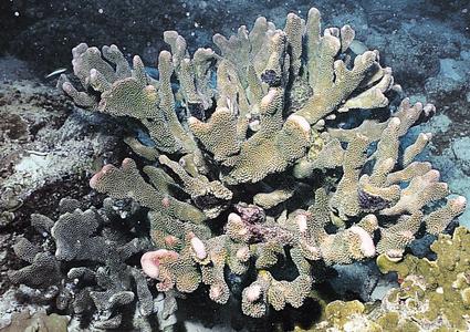 CotW preview: Pocillopora eydouxi
