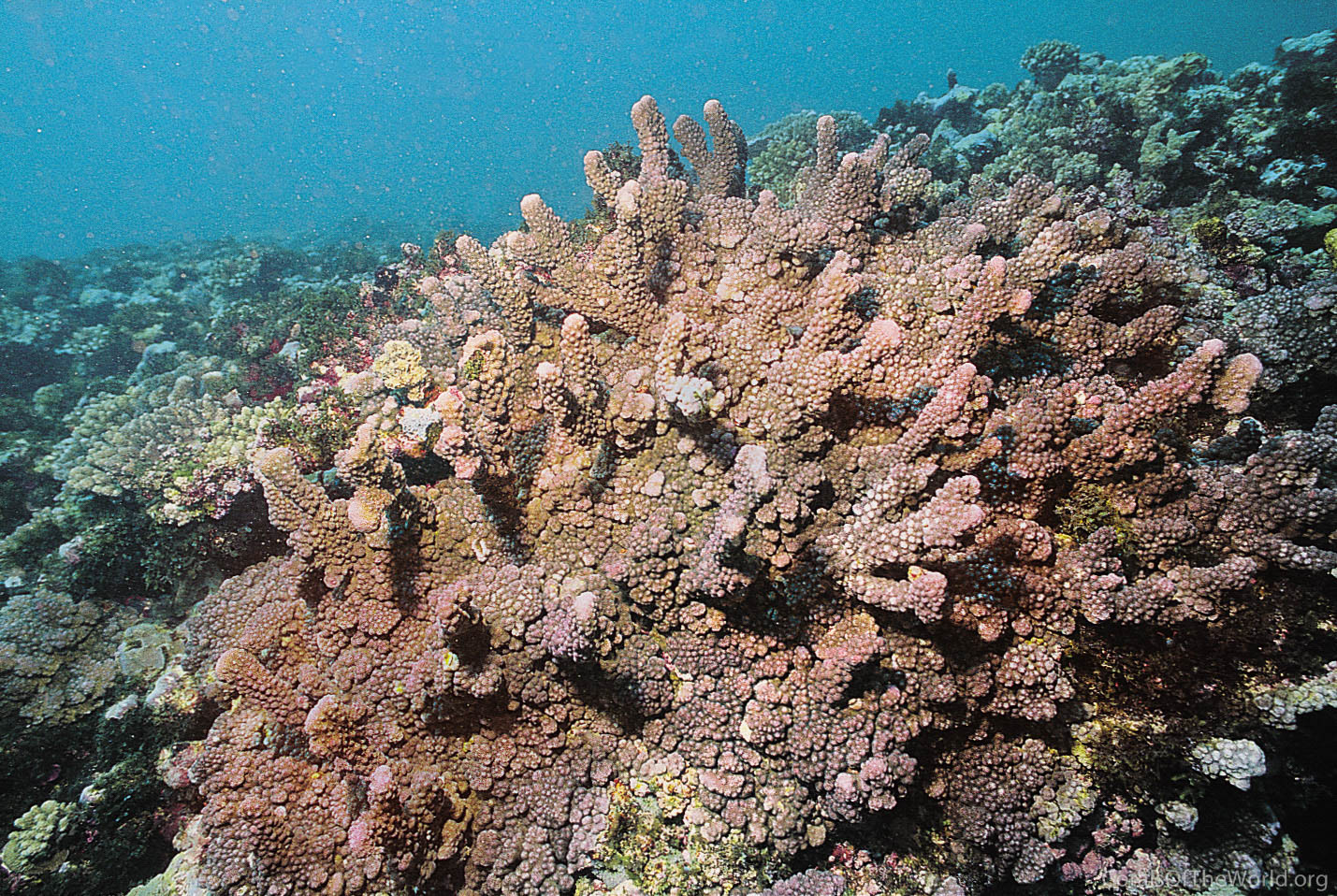 Pocillopora fungiformis