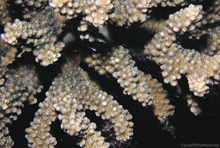 CotW: Pocillopora fungiformis