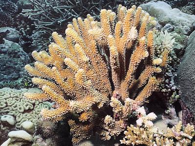 CotW preview: Pocillopora indiania