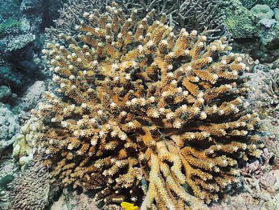 CotW: Pocillopora indiania