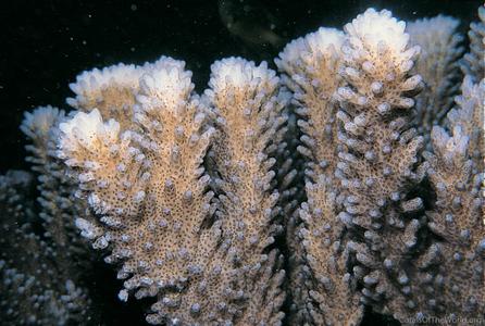 CotW: Pocillopora indiania
