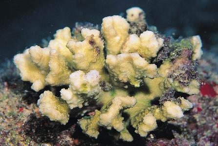 CotW: Pocillopora ligulata