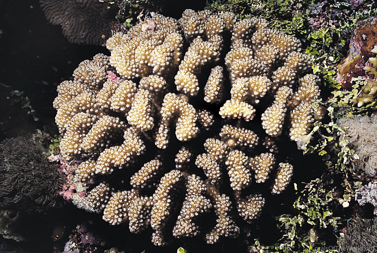 Image from Corals of the World: Pocillopora meandrina