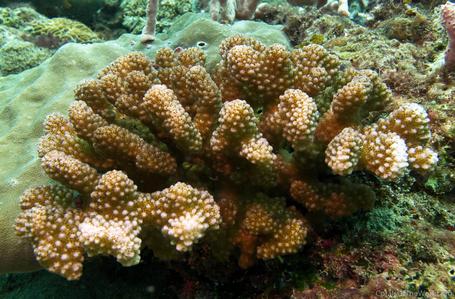 CotW preview: Pocillopora meandrina