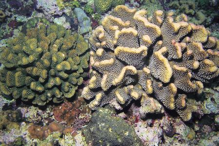 CotW: Pocillopora meandrina