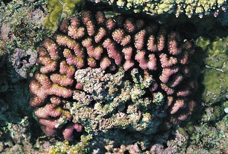 CotW preview: Pocillopora verrucosa