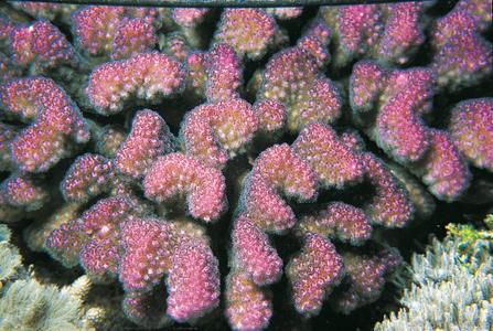 CotW: Pocillopora verrucosa