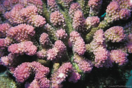 CotW: Pocillopora verrucosa