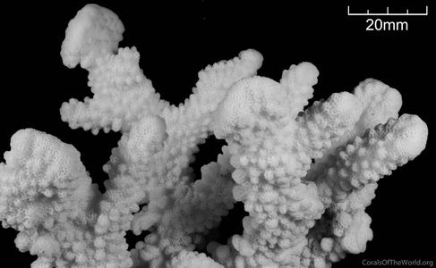 CotW: Pocillopora woodjonesi