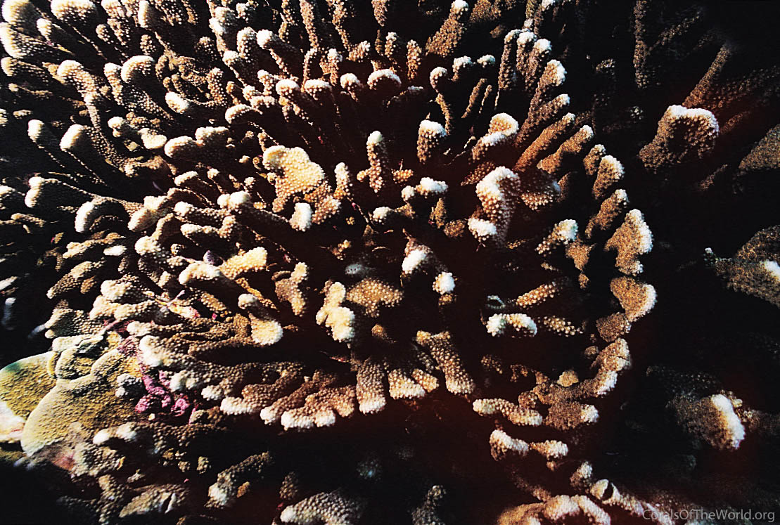 Image from Corals of the World: Pocillopora zelli