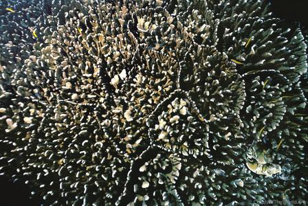 CotW preview: Pocillopora zelli